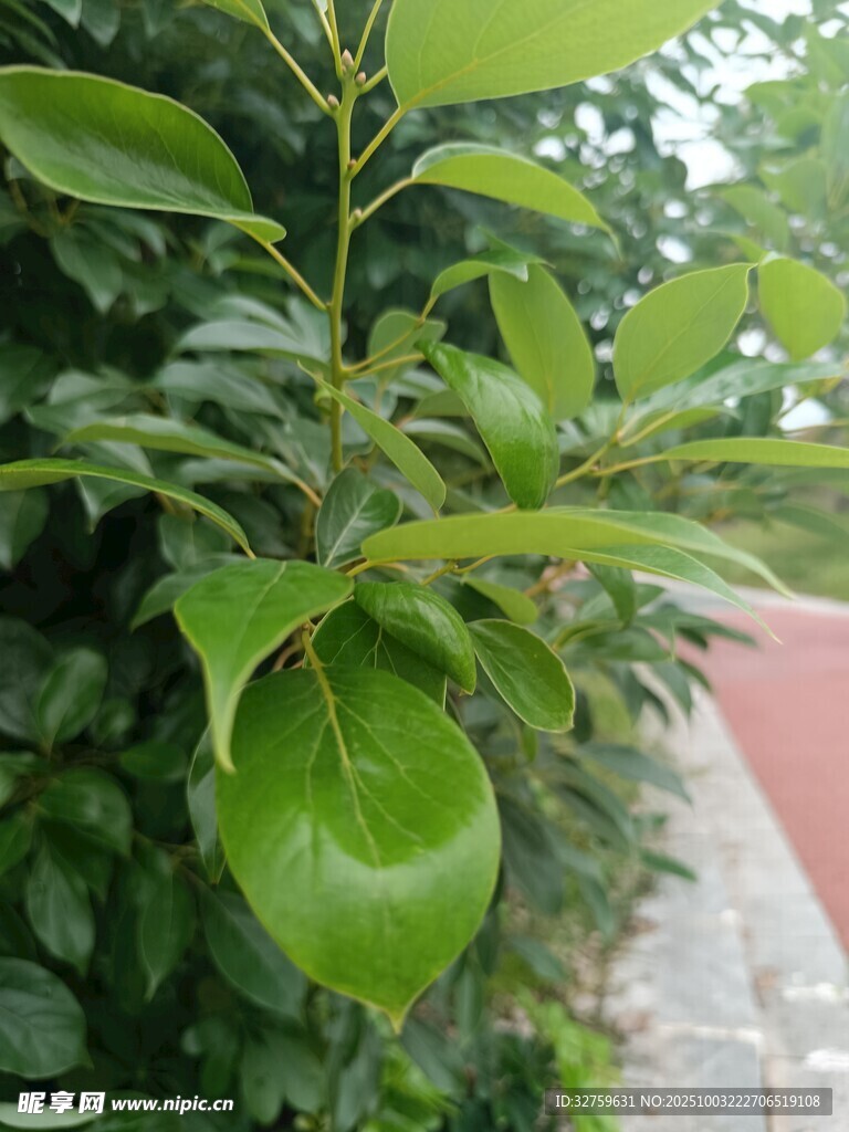 翠綠枝葉展現(xiàn)自然生機