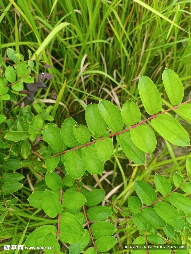 嫩綠蕨類植物生長于草叢中