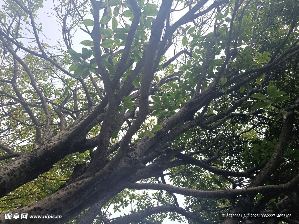 陽(yáng)光透過(guò)繁茂樹(shù)枝的景象