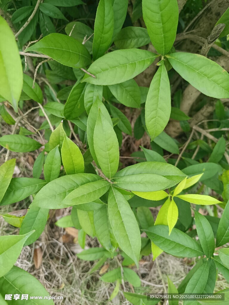 翠綠植物葉片特寫