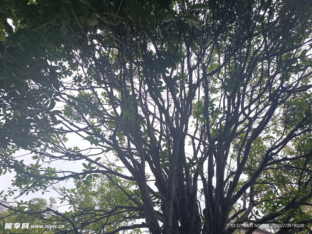 仰視繁茂大樹枝葉景觀