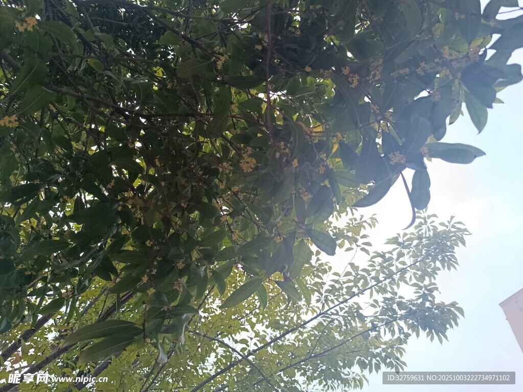 陽光下的繁茂綠樹