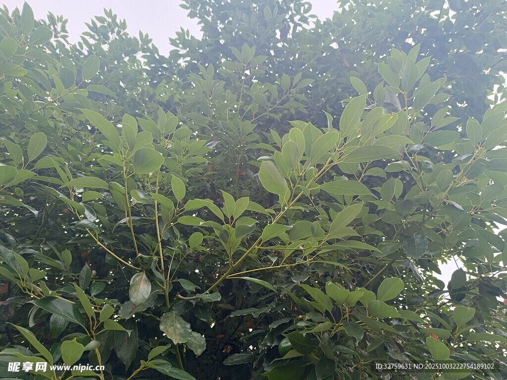 茂密綠葉植物景觀