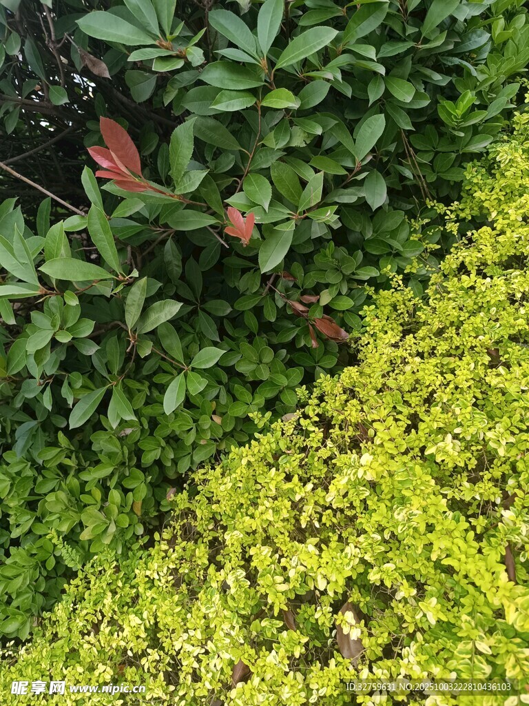 綠葉紅花交織的自然景致