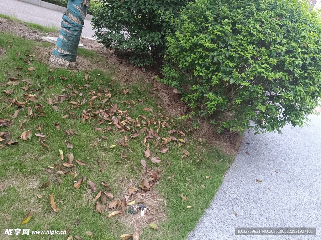 路邊綠植旁的散落枯葉