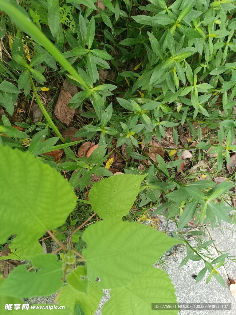 綠葉叢生的地面景象