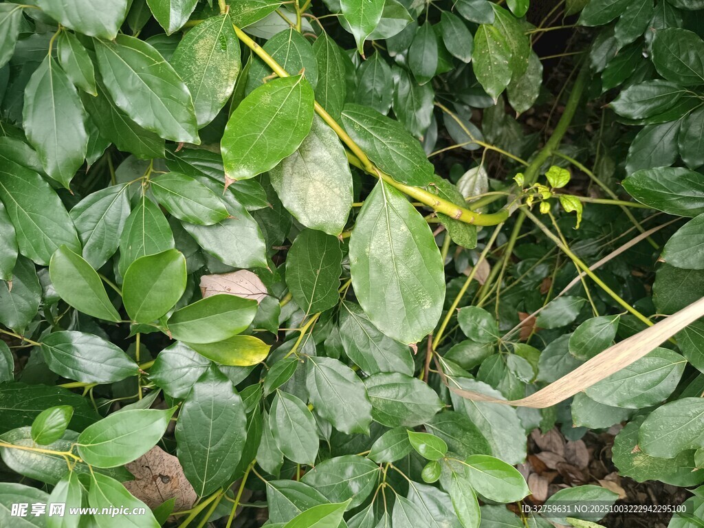 綠葉叢中的植物細(xì)節(jié)