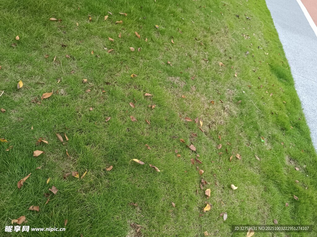 翠綠草地散落枯黃樹(shù)葉