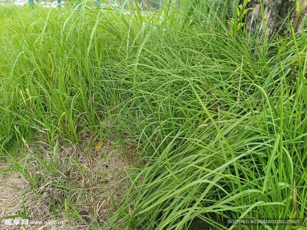 茂盛草地中的樹干