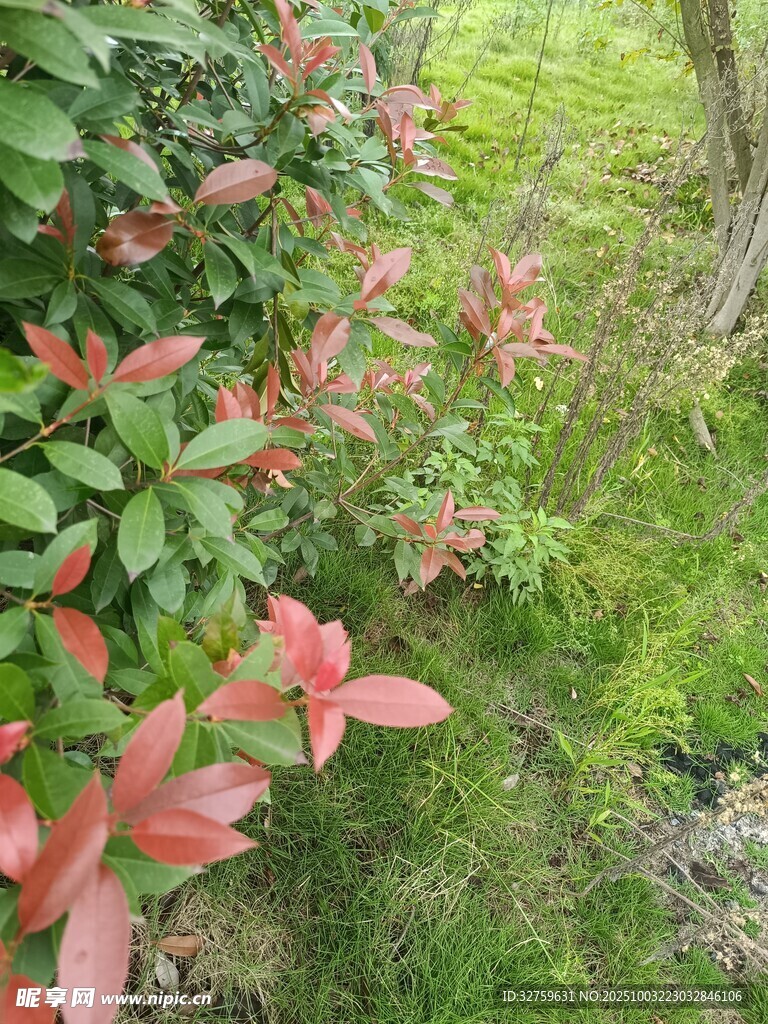 綠葉間的粉紅葉片景致