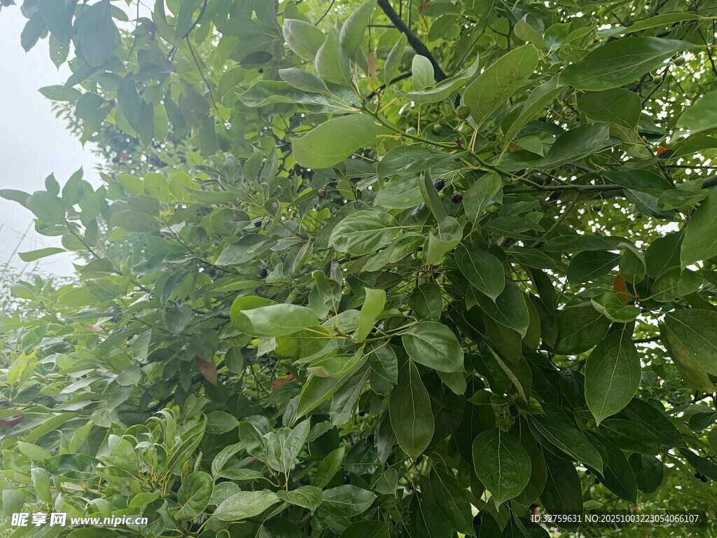 繁茂綠葉的生機(jī)景象