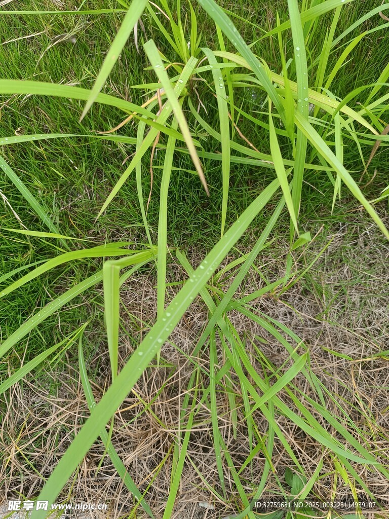 翠綠帶刺的野草特寫