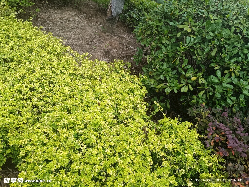 多彩綠植景觀