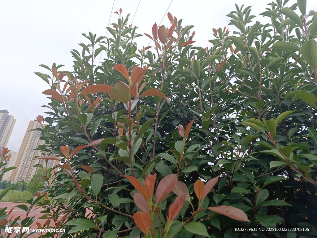 紅葉石楠綠植景觀
