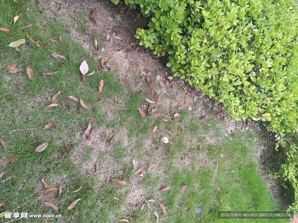 草地與綠植的自然景致