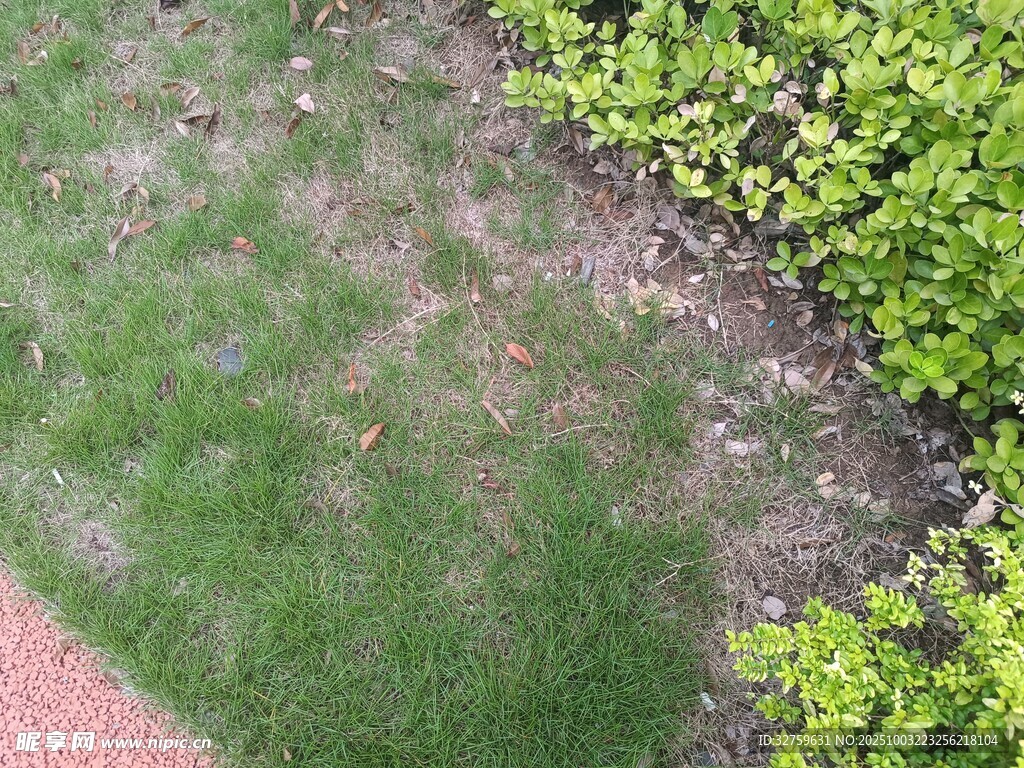 草地旁綠植景觀