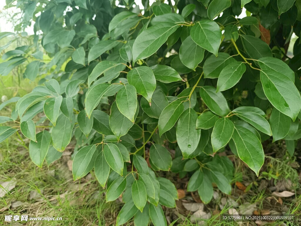 綠葉繁茂的植物