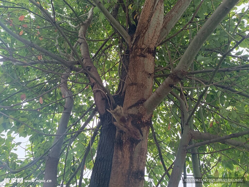 粗壯繁茂的奇特樹(shù)木