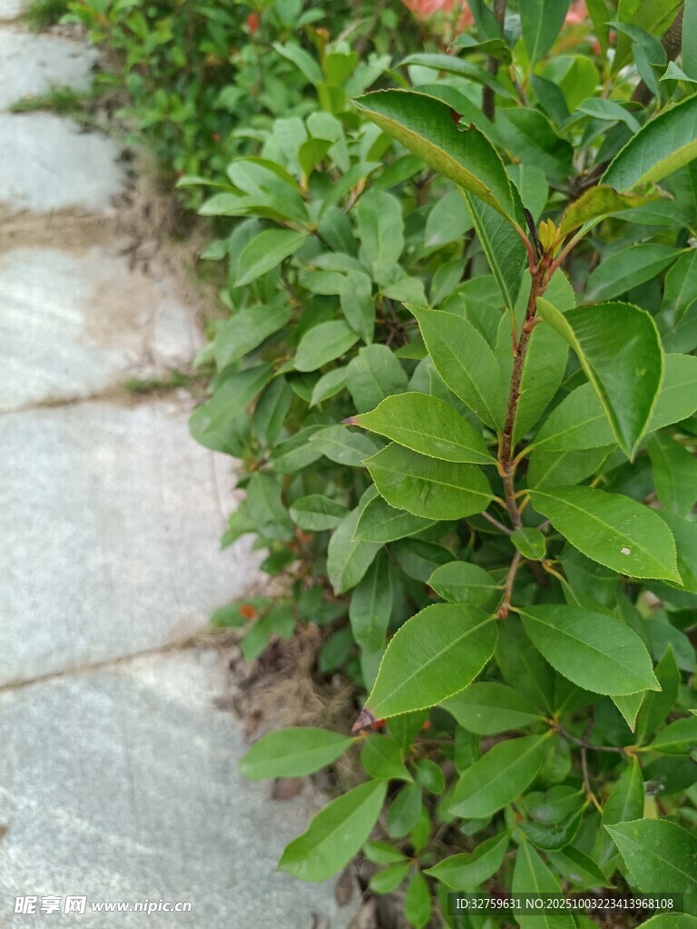 路邊翠綠植物生機(jī)盎然