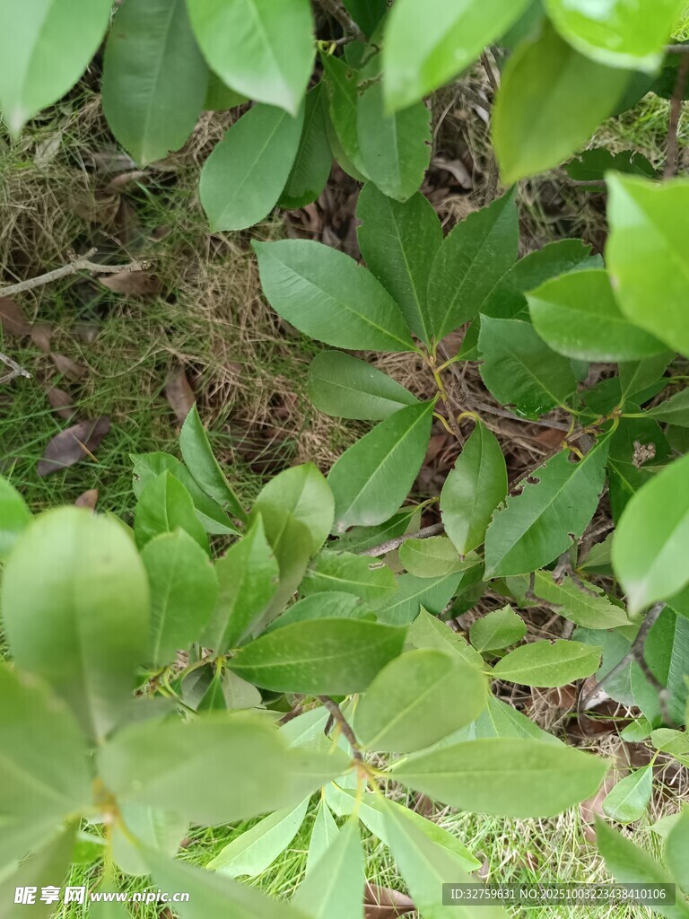 綠葉叢生的自然景象