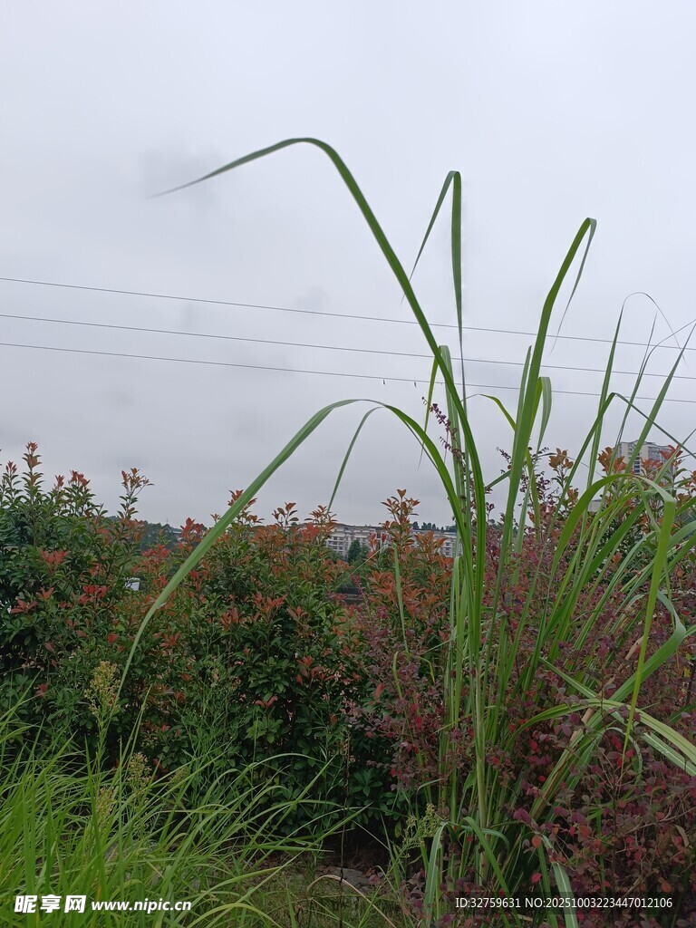 田野中的細(xì)長(zhǎng)綠葉植物