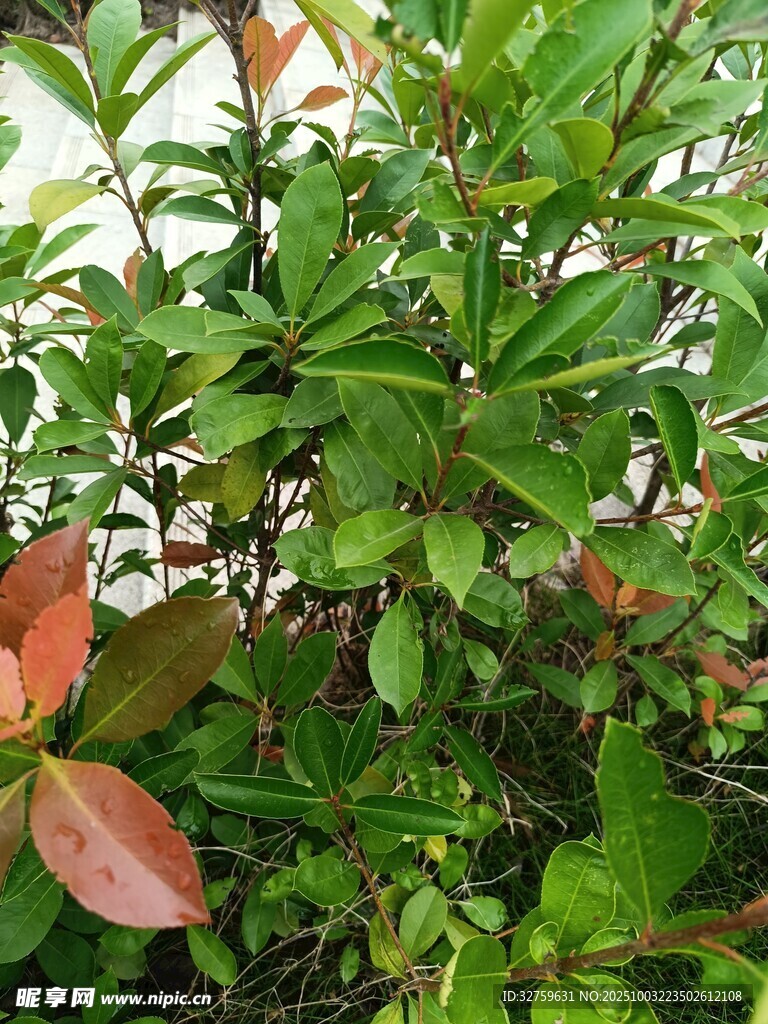 綠葉間的紅嫩新葉