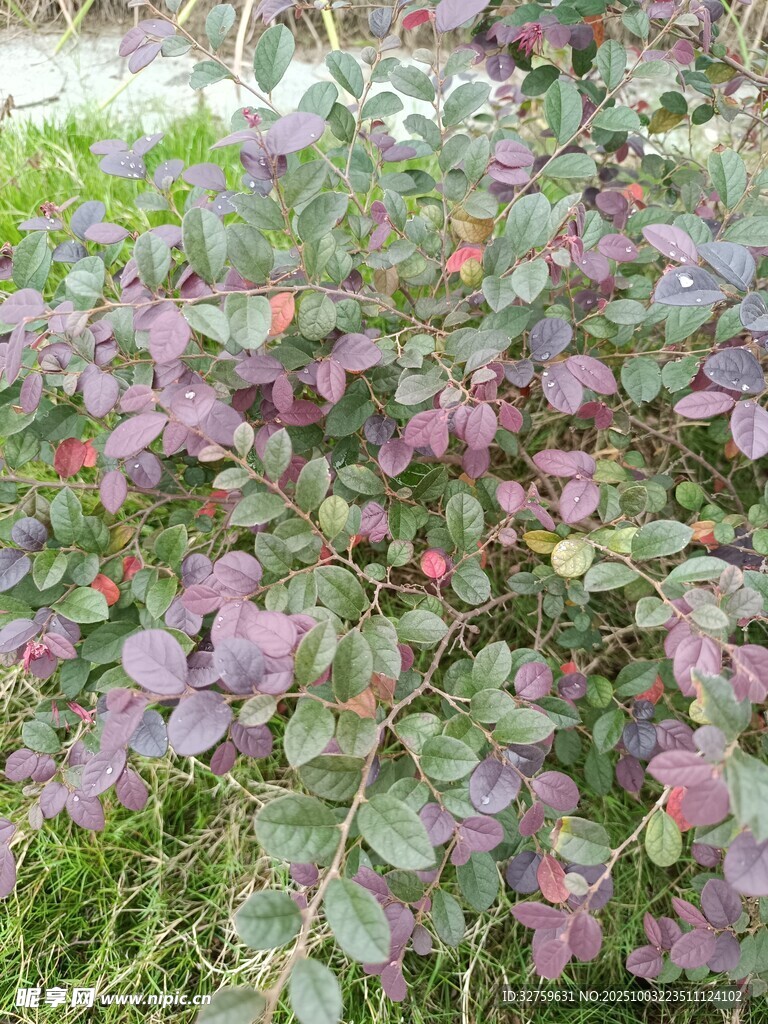 紫葉植物與紅果景觀