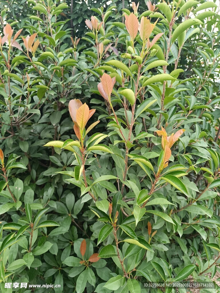 綠葉橙花植物景觀