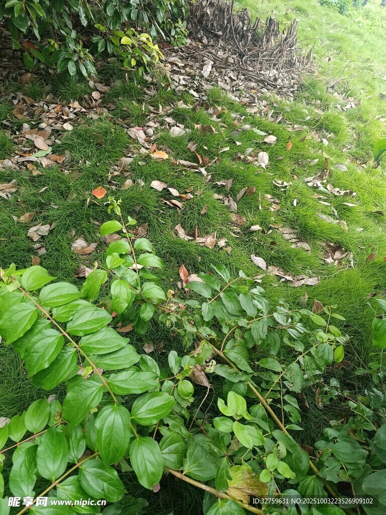 綠意盎然的植物景觀