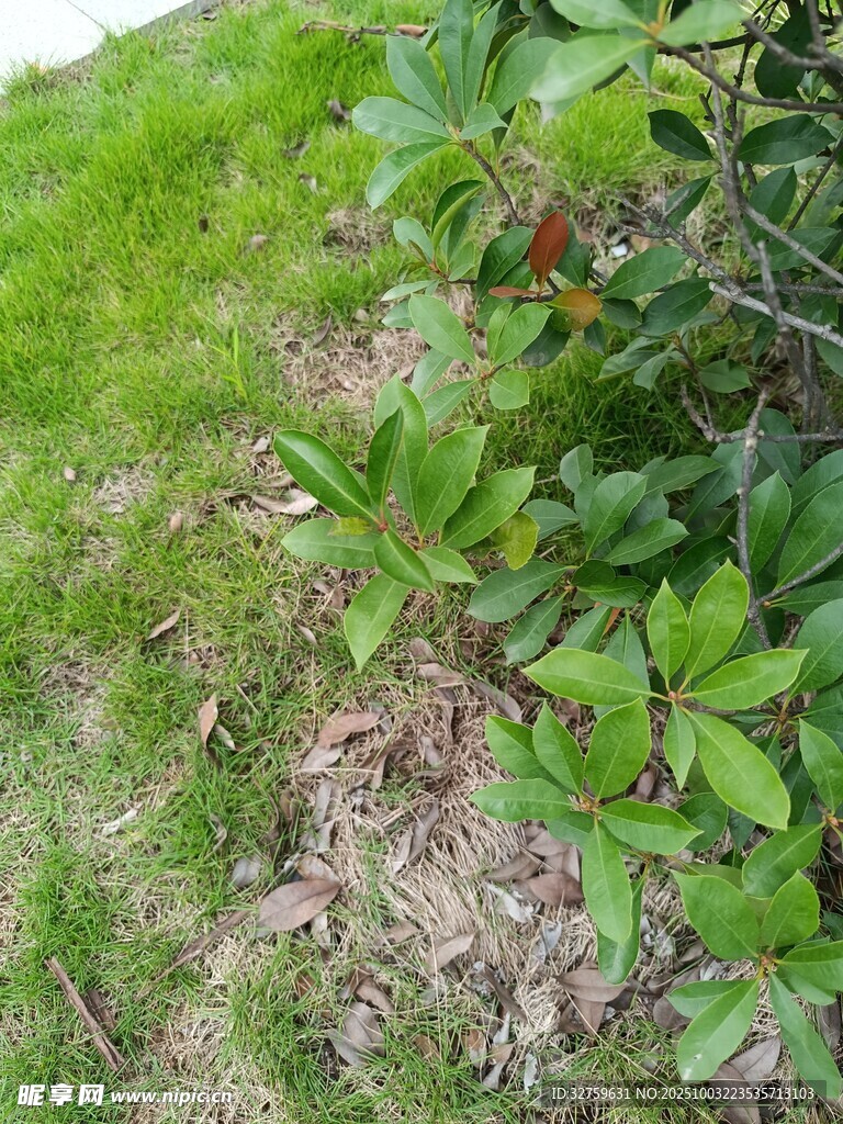 草地中的綠植與枯葉