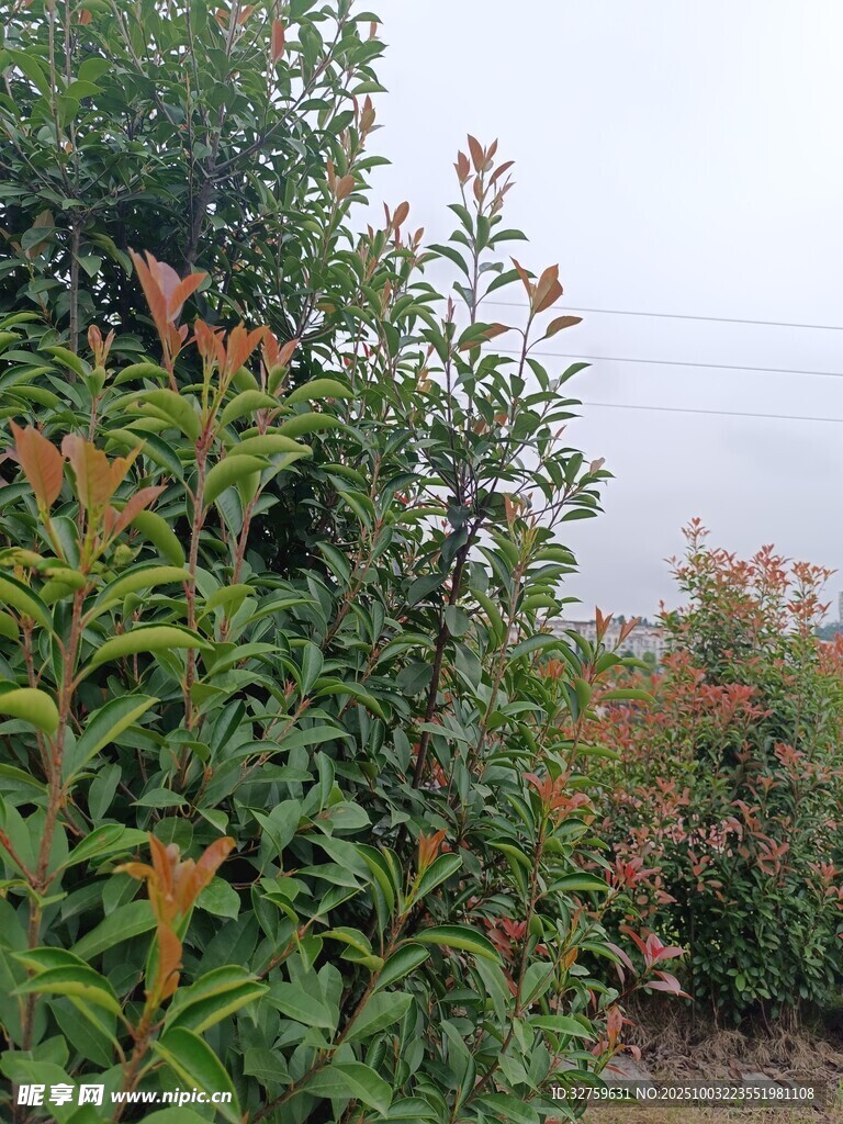 綠葉橙花的自然景致
