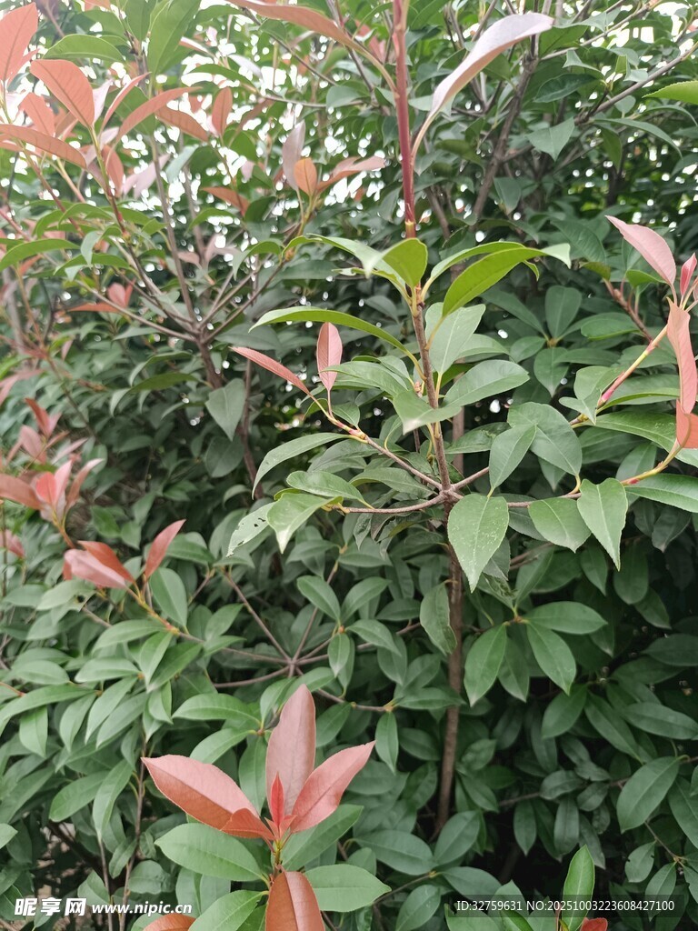 粉色花朵綠葉植物景觀