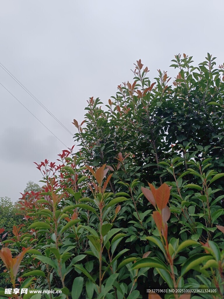 綠葉間的橙色花朵