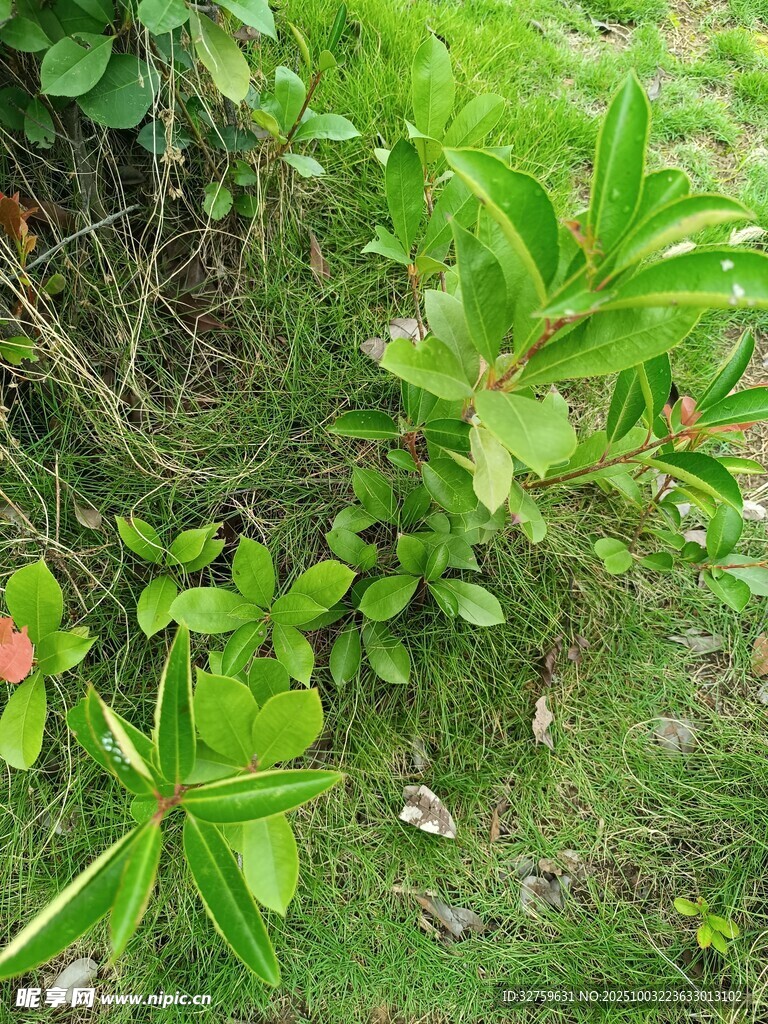 綠葉繁花的自然景致
