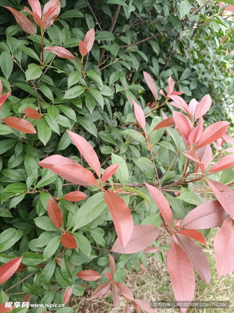 紅葉灌木特寫