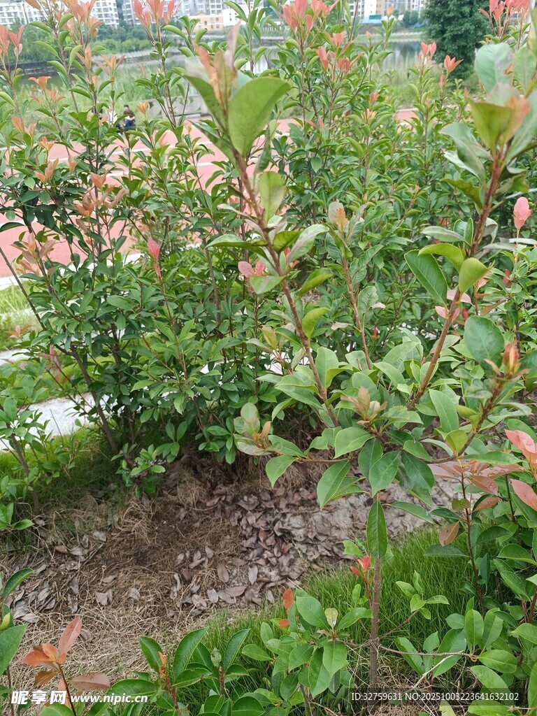 花園中的多彩植物景觀
