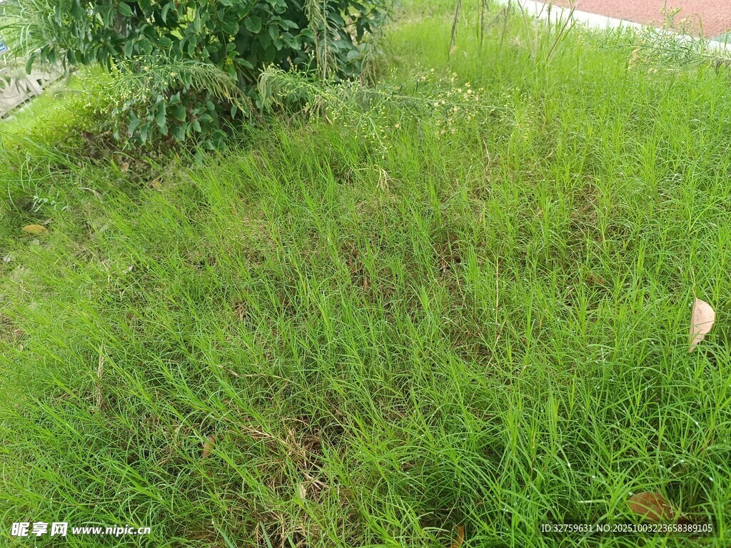 翠綠草地旁的矮樹