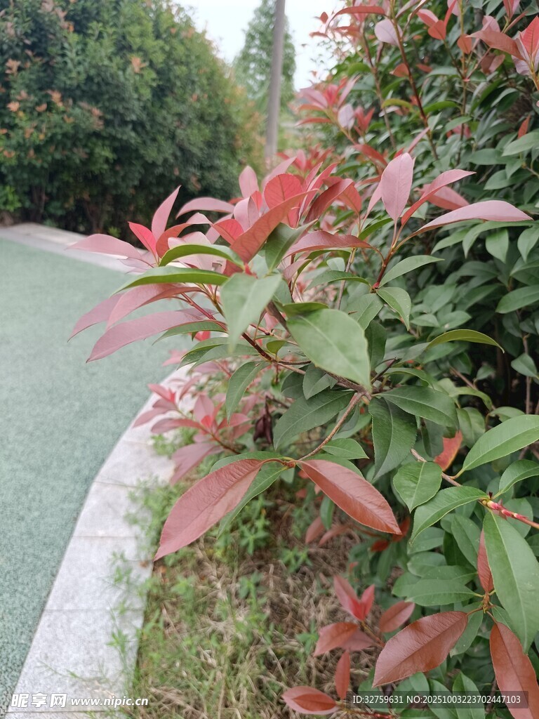 路邊紅綠葉植物景觀