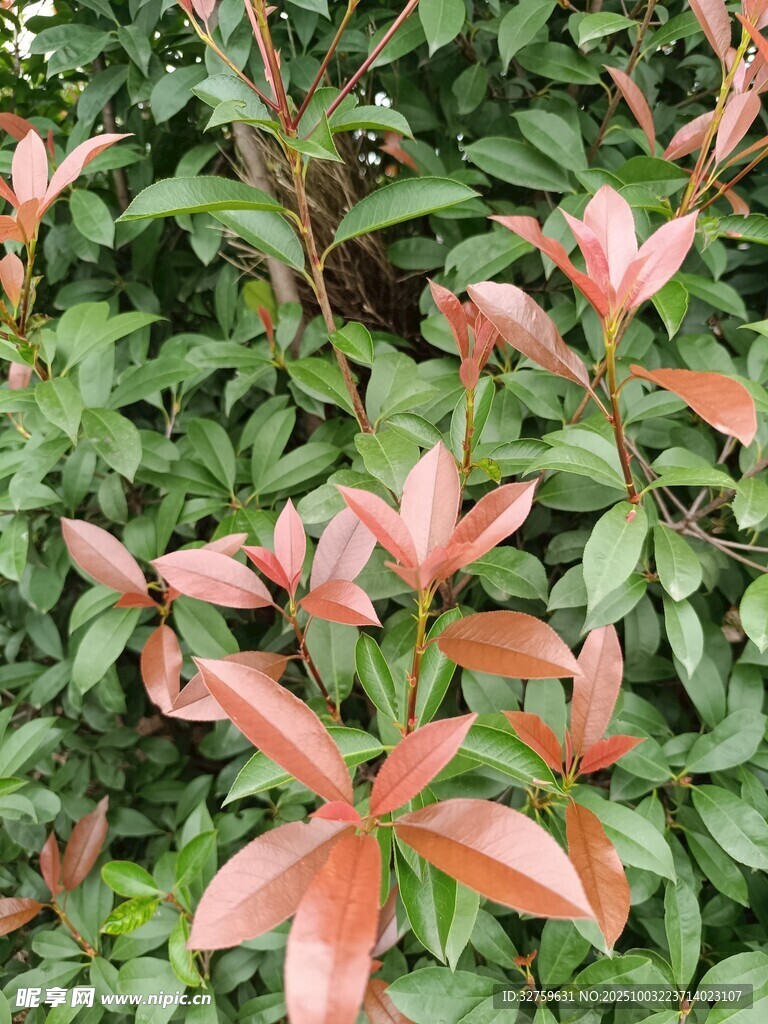紅葉植物特寫
