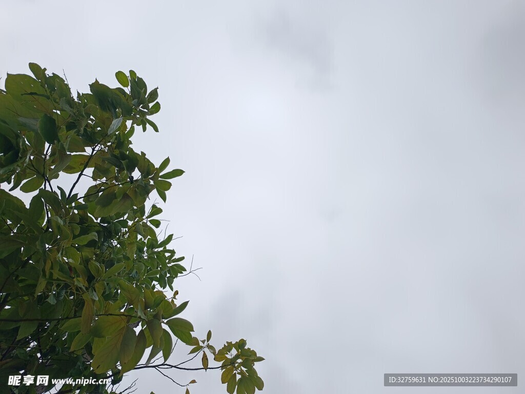 綠葉襯著灰白天空