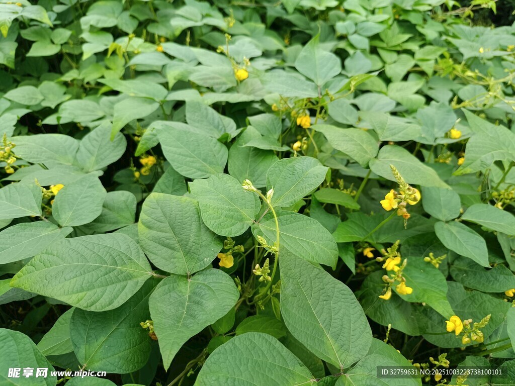 綠葉間綻放的黃色小花