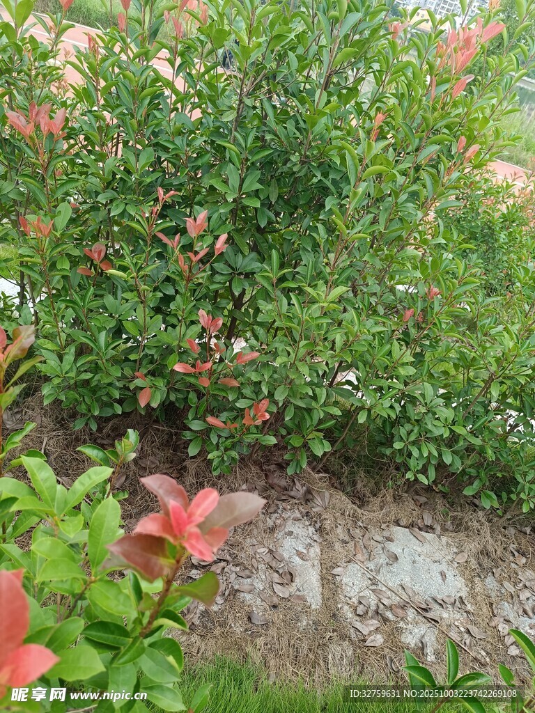 花叢中的艷麗花朵