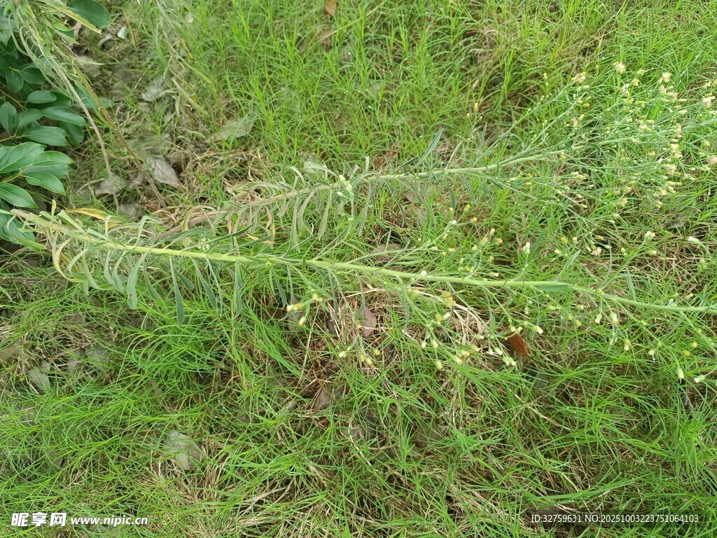 野外嫩綠蕨類植物