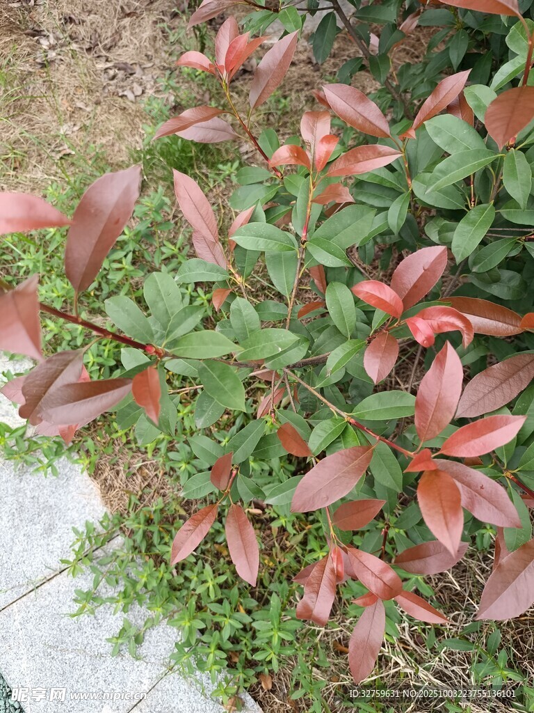 紅葉灌木近景