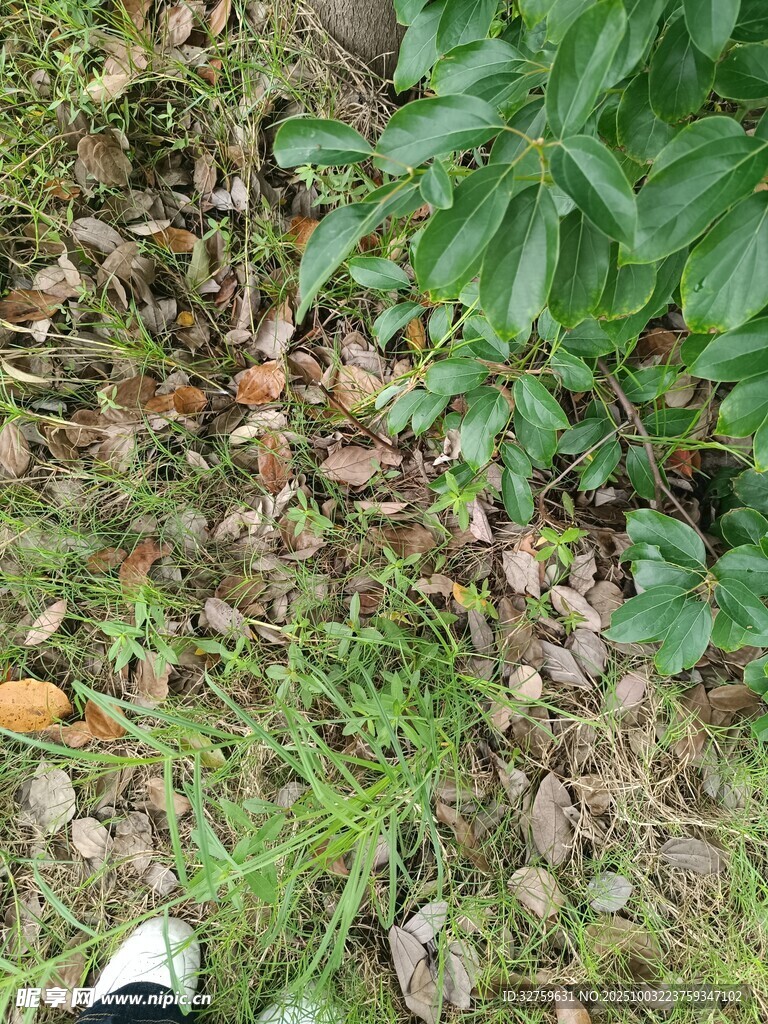草地落葉旁的綠植與鞋子