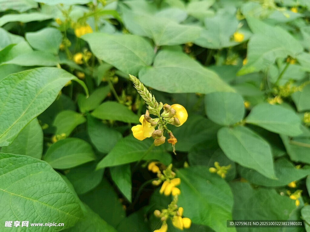 綠葉間的黃色小花
