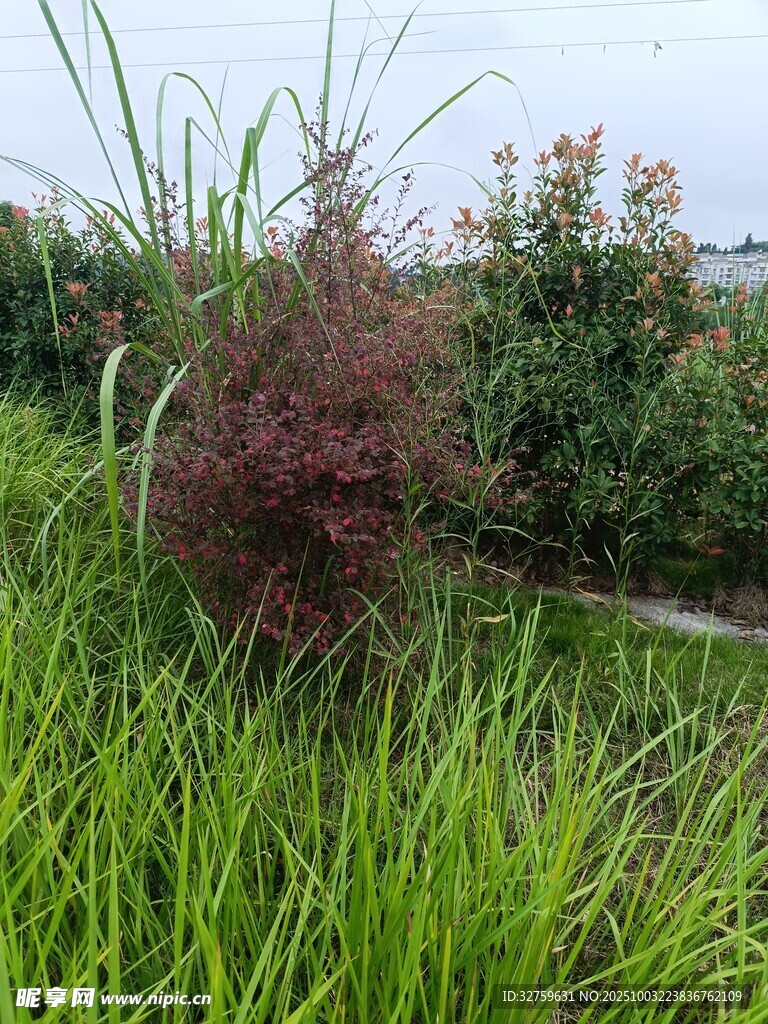 草叢中的紫葉植物