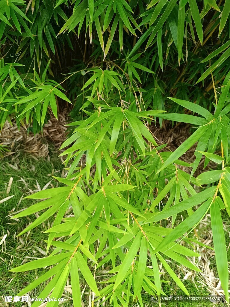 翠綠竹葉生機(jī)盎然