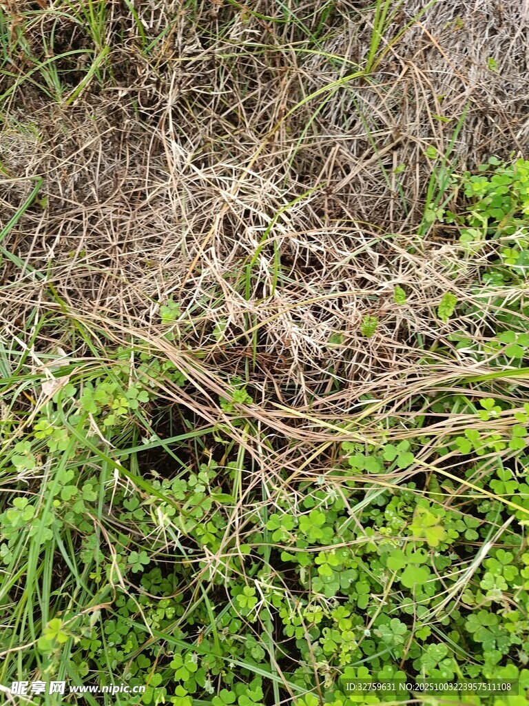 雜草叢生的地面景象