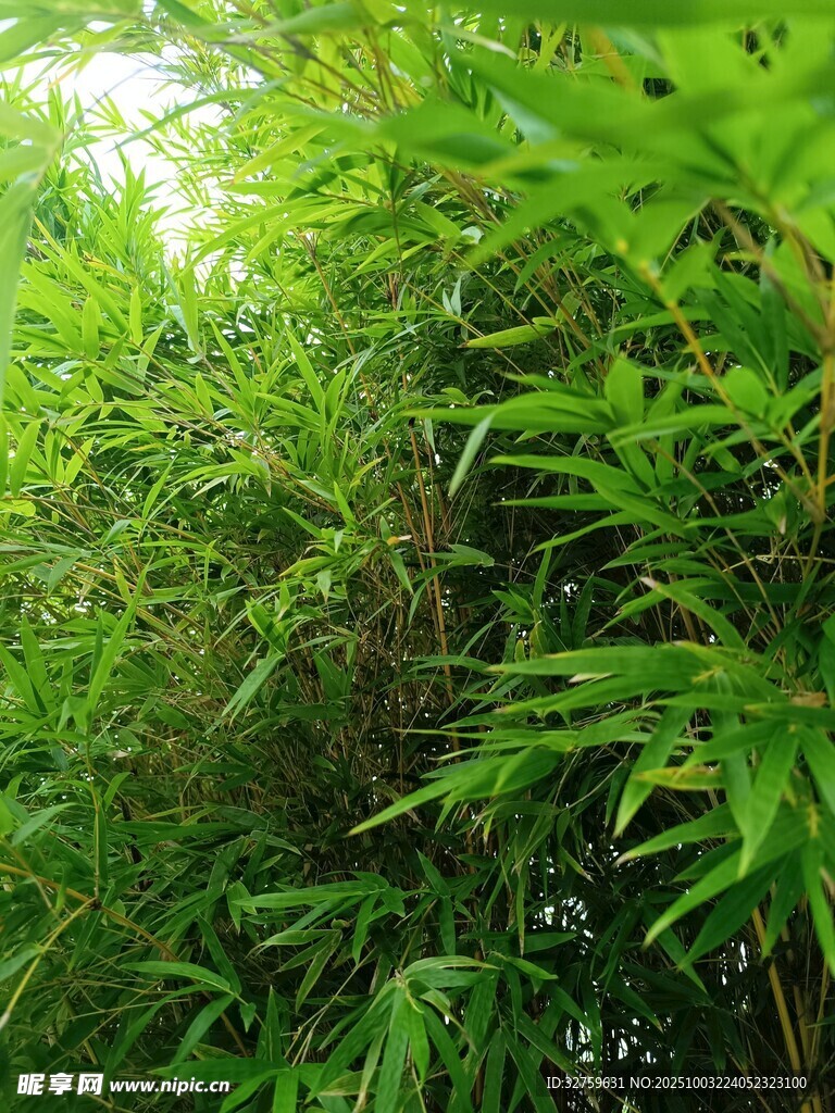 翠綠竹林景致
